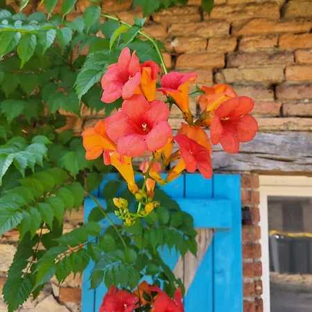 Nyaraló L'ambre - Et Jardin Privatif Saint-Urcisse